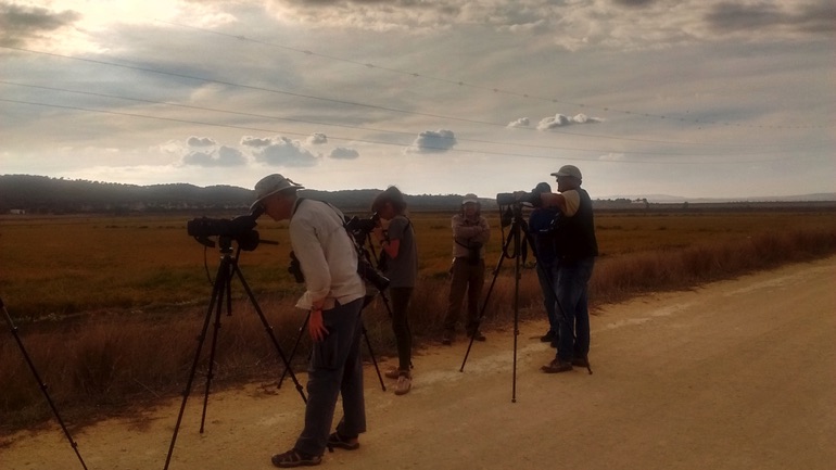 Birdwatching in La Janda